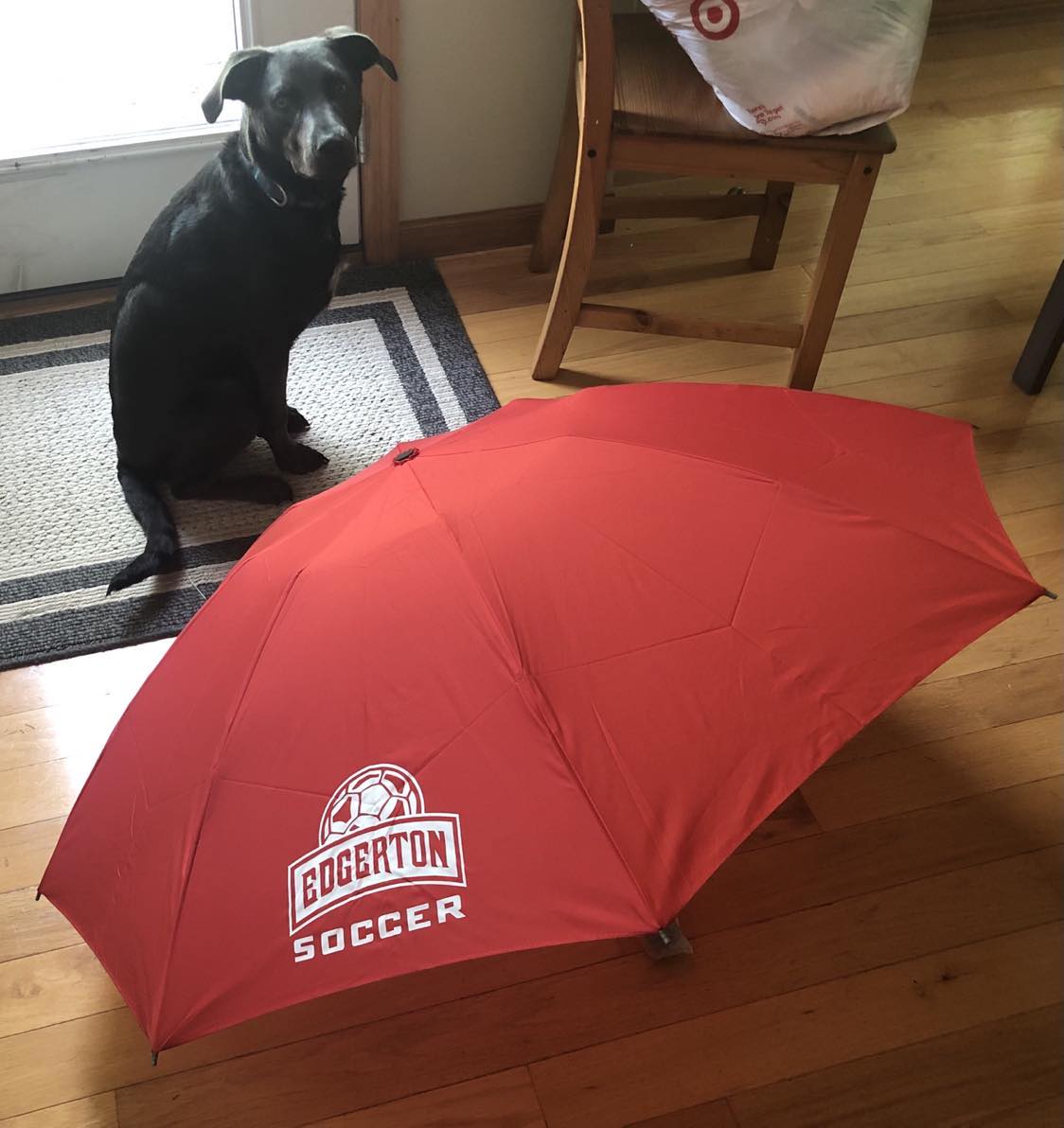 Umbrella